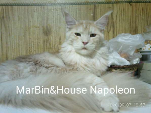 Продажа котят мейн кун из Луганского питомника MarBin&House в 