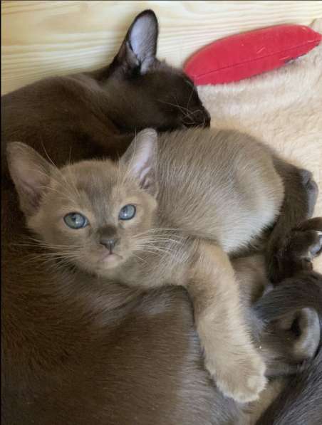 Бурманская девочка в Санкт-Петербурге фото 15