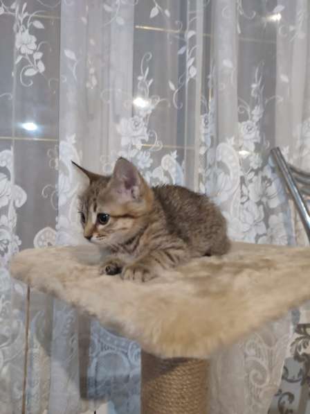 Котята 2.5 месяца в Ивантеевка фото 4