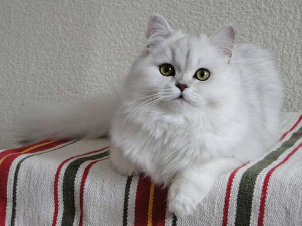 Добрый, нежный, ласковы, пушистый шотландский котик в Уфе фото 4