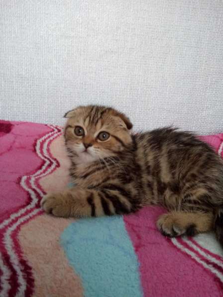 Шотландский котенок девочка