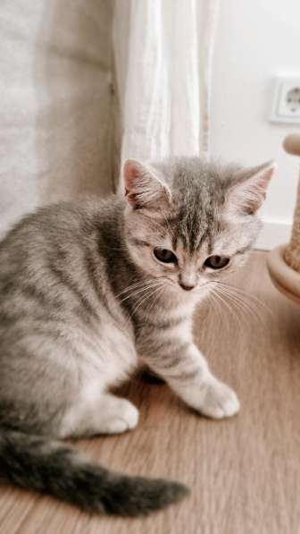 BKH Silver Tabby Kitten в фото 3