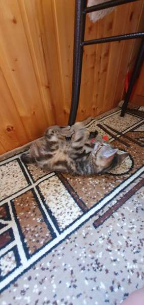 Курильчата в Саранске фото 20