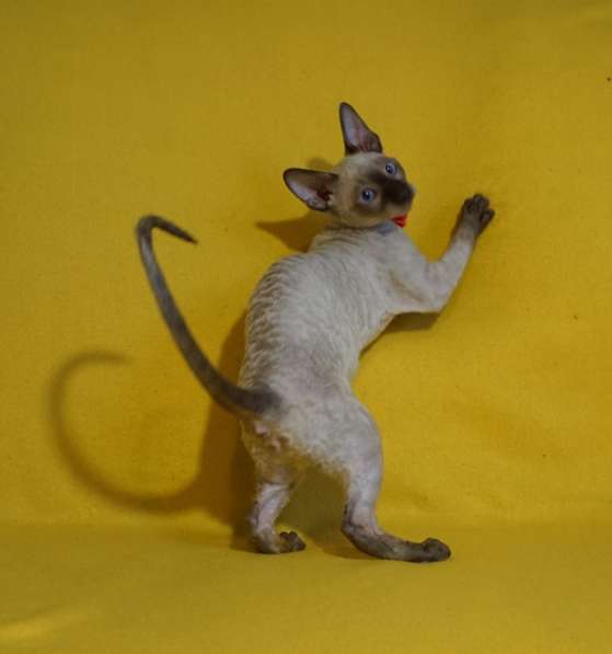 Корнишатки