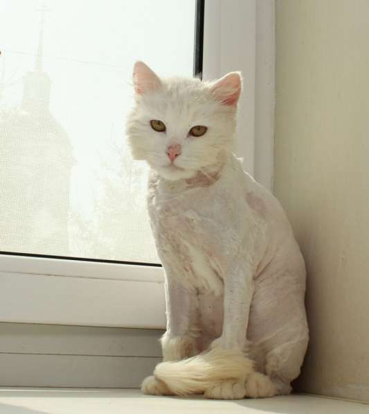 Кот в добрые руки. Пушистый Амур в Калуге фото 29