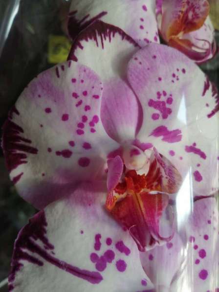 Орхидея в Невинномысске фото 5