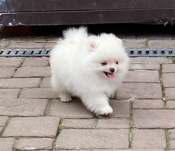 White Pomeranian в фото 3