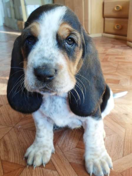 Щенки Бассет-хаунд в Армавире фото 39