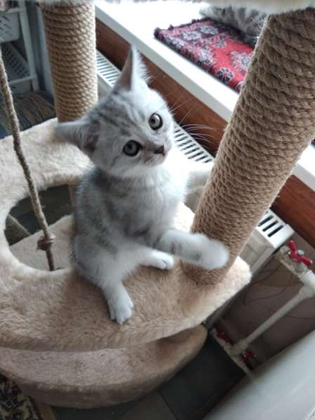 Шотландские котята в Санкт-Петербурге фото 4