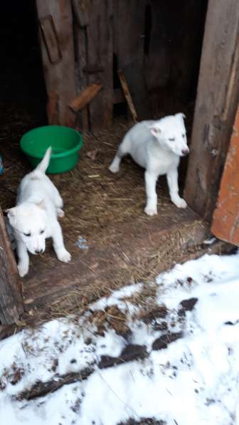 Продам охотничьих щенкоа в Иркутске
