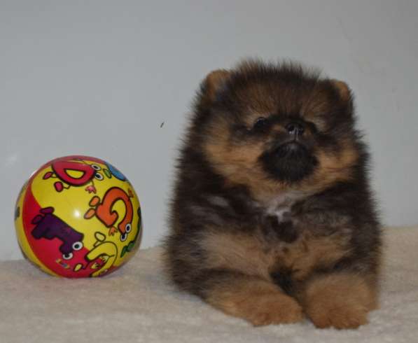 Красавчик в Москве фото 22