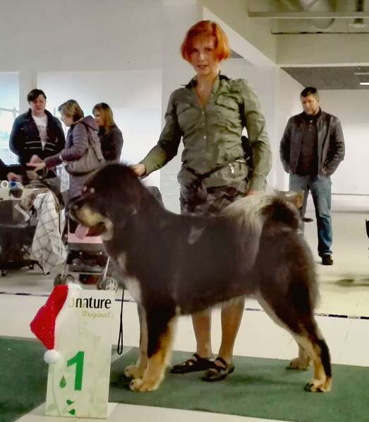 Подрощенный щенок тибетского мастиффа в Санкт-Петербурге