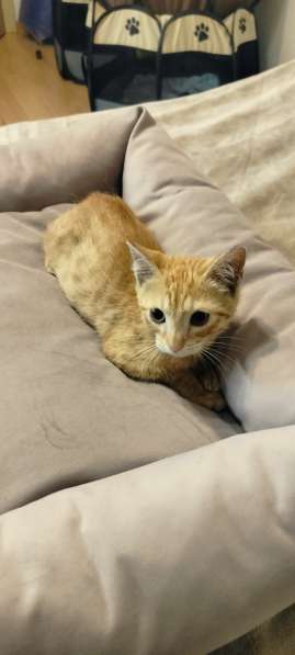 Отдам котенка в добрые руки в Санкт-Петербурге фото 3