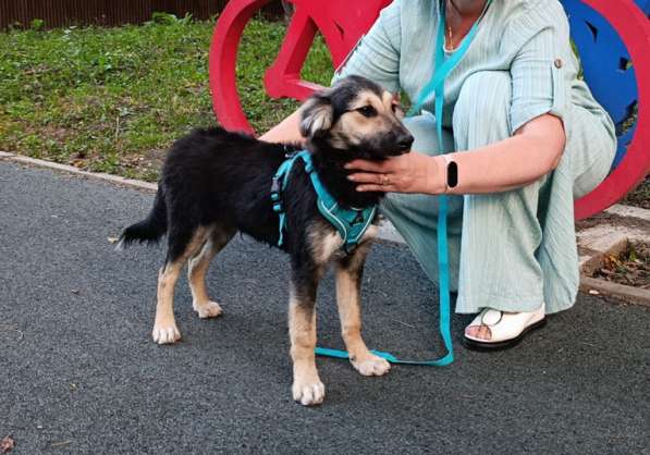 Хорошенький щенок с пушистыми ушками в Санкт-Петербурге фото 9