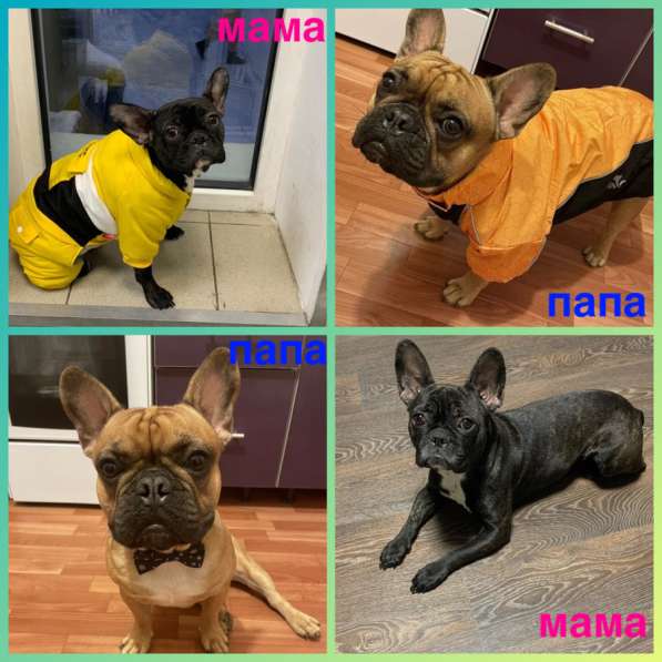 Французские бульдоги в Волжский фото 3