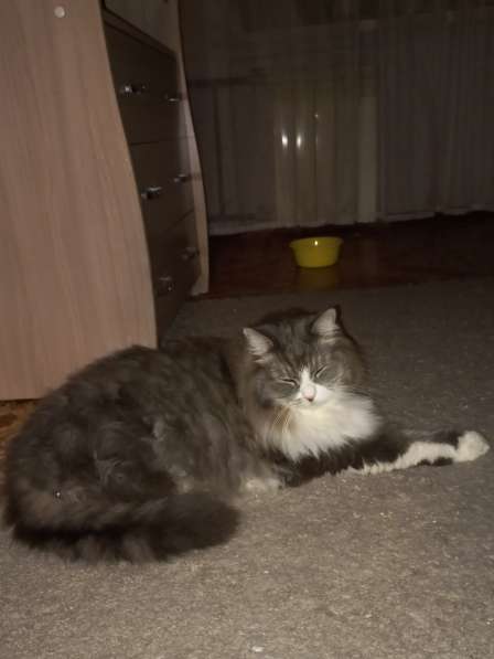 Кот сибиряк,4 года в Новосибирске фото 14