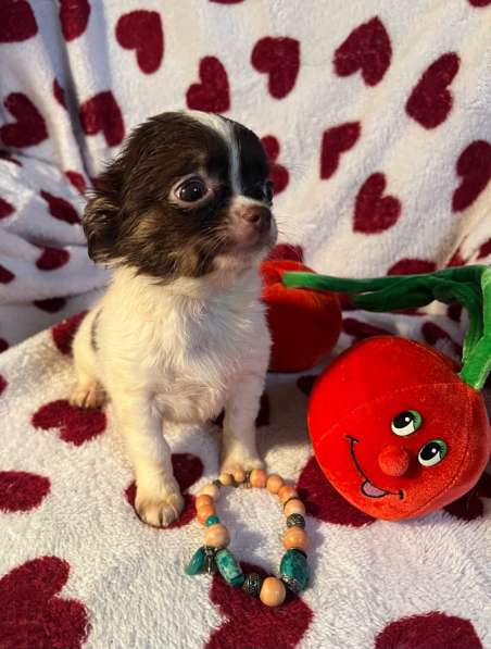 Щенки чихуахуа в Санкт-Петербурге фото 5