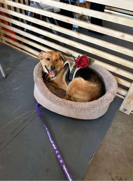 Очаровательная мини-рыжуля Лола ищет дом в Москве фото 7