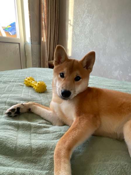 Щенок сиба ину в Нижнем Новгороде фото 3