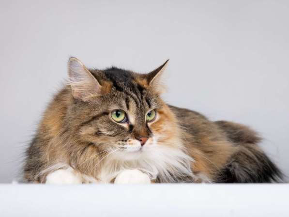 Сибирячка Сандра в добрые руки в Москве