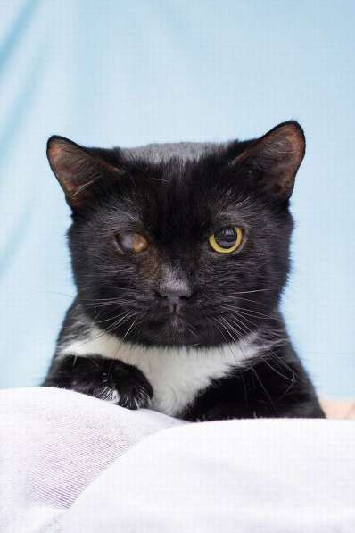 Котя ищет дом в Москве фото 5