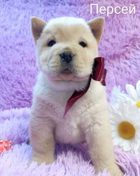 Щенки чау-чау в Краснодаре фото 12