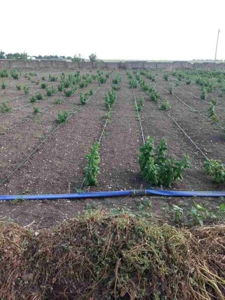 Сдаётся поливная земля