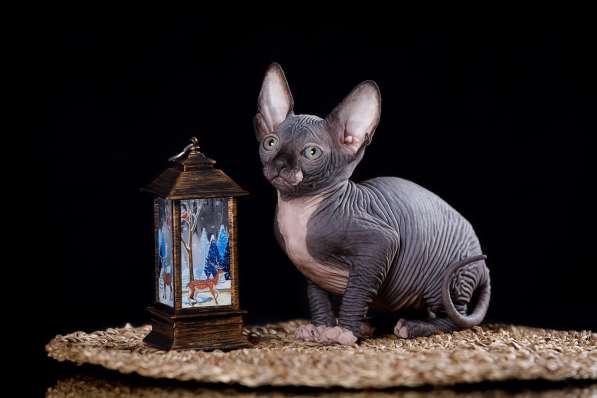 Питомник Эльфов, бамбино, Двэльфов, сфинксов в Находке