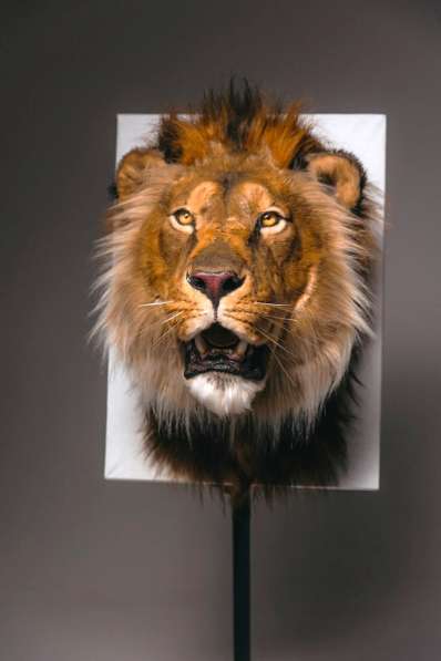 Берберийский черногривый лев (муляж) в Москве