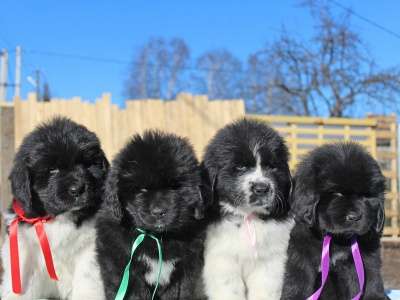 Щенки ньюфаундленда США-Франция&ndash;Дания! в Санкт-Петербурге