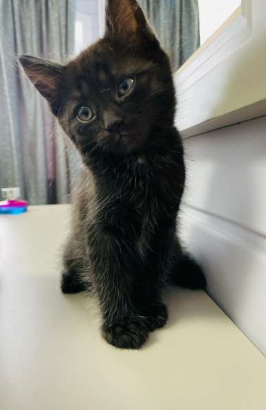 Котята в добрые руки в Иркутске фото 4