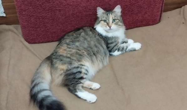 Кошка в добрые руки. Пушистая трехцветная Шаня в Москве фото 5