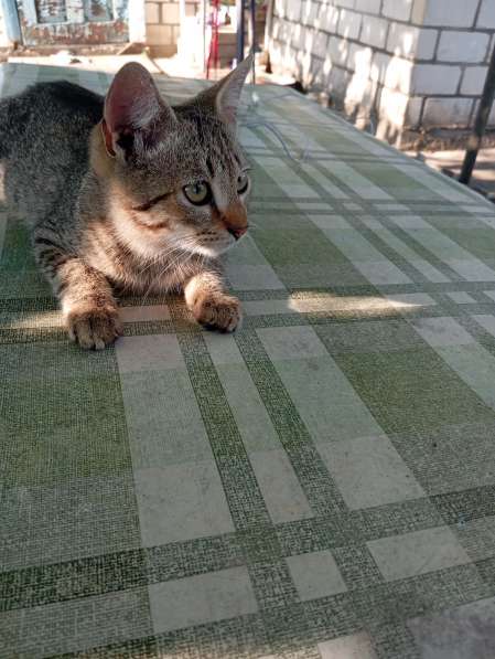 Котенок в дар в фото 6