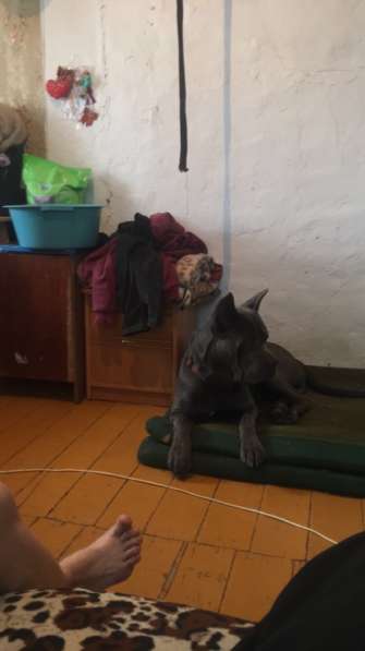 Собаки в Челябинске