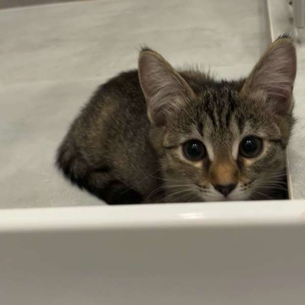 Котенок девочка, в добрые руки