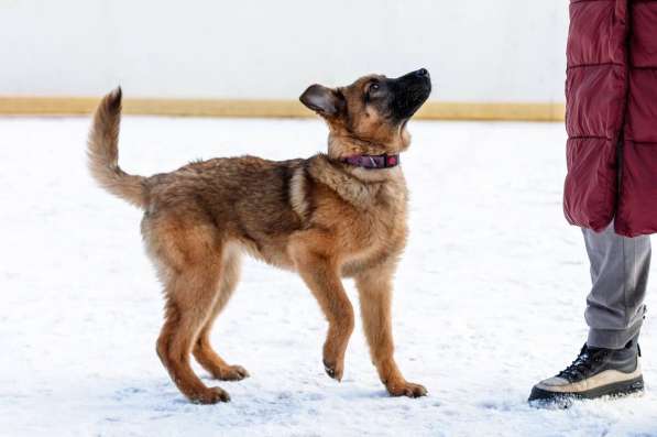 Умница Арья ищет дом! в Москве фото 7