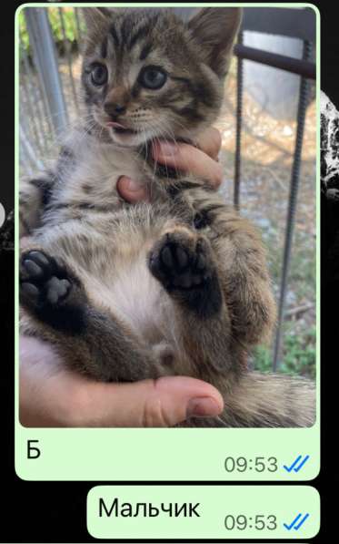 Котята в добрые руки в Грозном фото 7