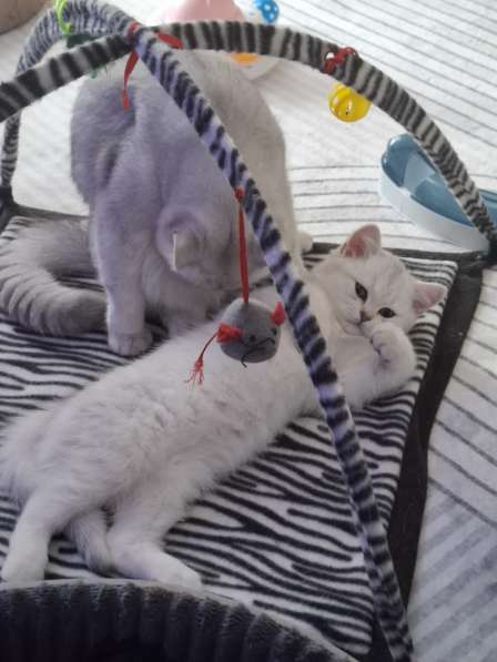 Британский короткошерстный котик в фото 6