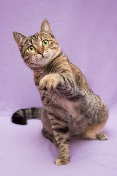 Кошка в добрые руки. Красавица Линда в Москве