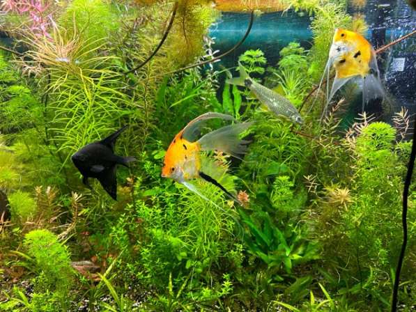 Аквариумные растения и редкие Скалярии