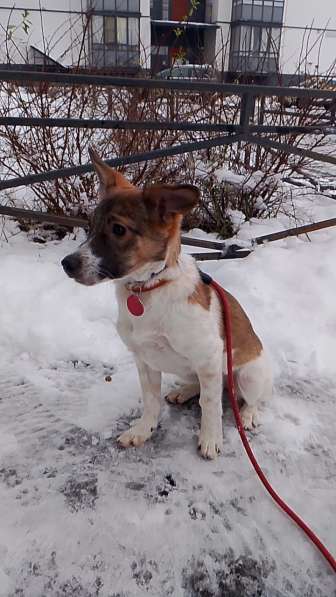 Маленькая и ласковая собачка, диванный вариант в Санкт-Петербурге фото 8