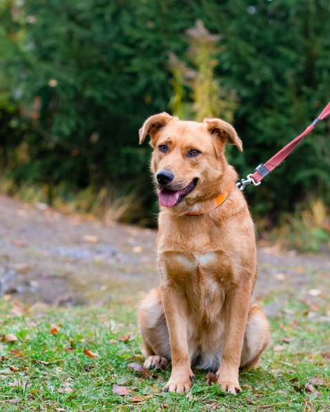 Мягкая и послушная молодая собака ищет дом в Санкт-Петербурге фото 8