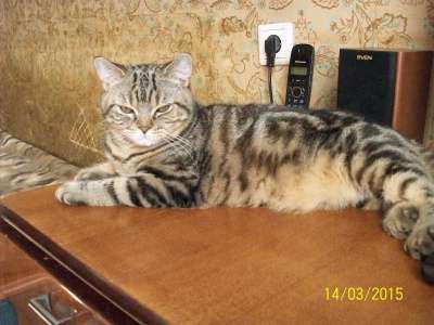 Чистокровный британский котик в Санкт-Петербурге фото 3