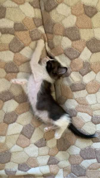 Котёнок в Уфе