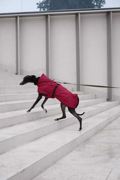 Одежда для собак всех размеров !! в фото 3