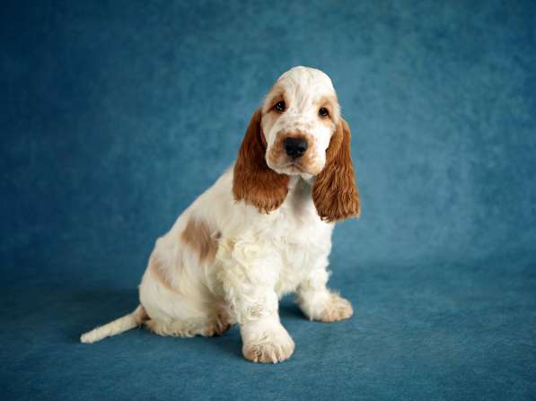 Щенок английского кокер-спаниеля