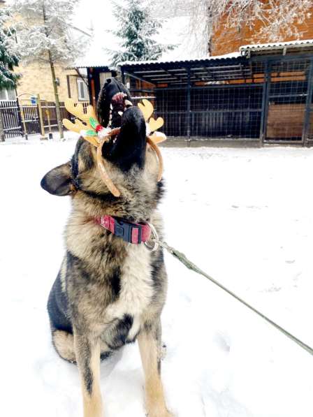 Уникальная собака ищет дом в Санкт-Петербурге