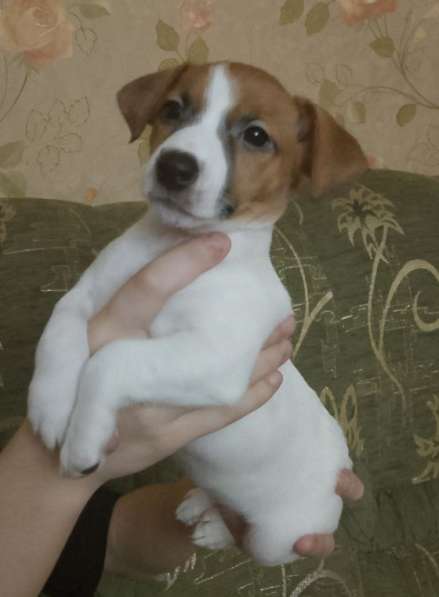 Продам щенков Джек Рассел терьер в фото 4