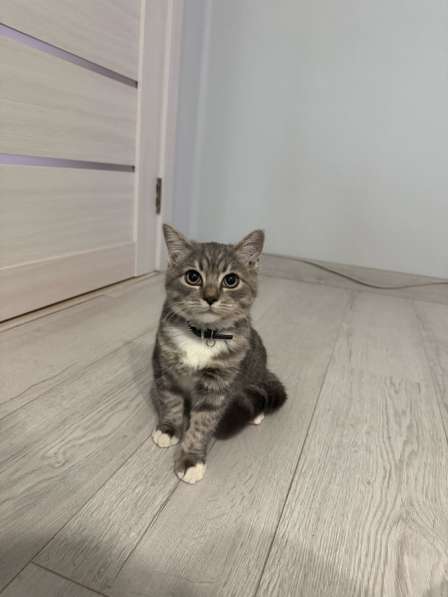 Шотландский котёнок