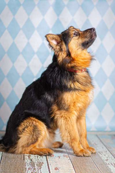 Пушистый большой добряк Большой в добрые руки в Москве фото 3